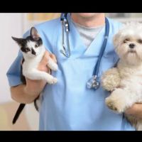 Forest West Animal Clinic ico
