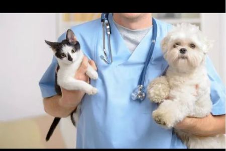 Forest West Animal Clinic