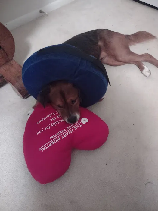 The Rescue Vet Clinic 12