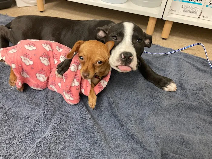 The Rescue Vet Clinic 12