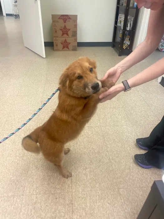 The Rescue Vet Clinic 12