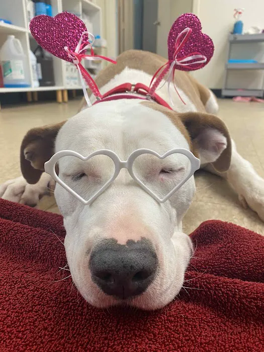 The Rescue Vet Clinic 12