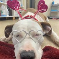 The Rescue Vet Clinic ico