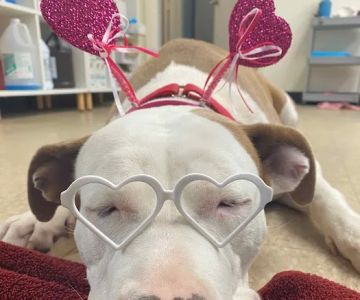 The Rescue Vet Clinic