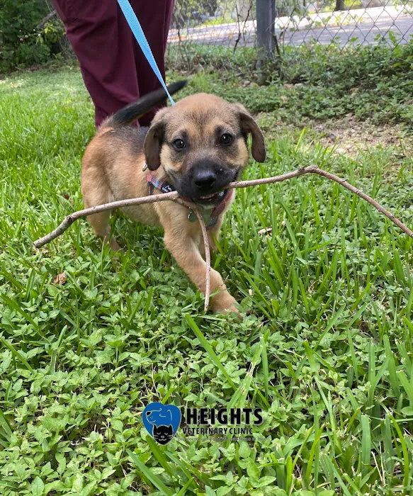Heights Veterinary Clinic - Northwest 8
