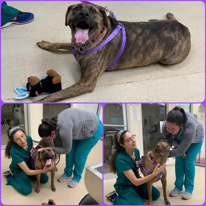 Heights Veterinary Clinic - Northwest 7