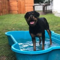 Heights Veterinary Clinic - Northwest ico