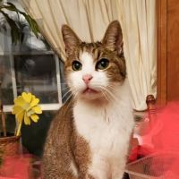 Northshore Animal Hospital, Inc. ico