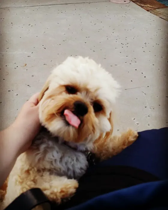Banfield Pet Hospital 4