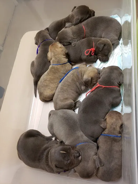 North Channel Animal Hospital 12