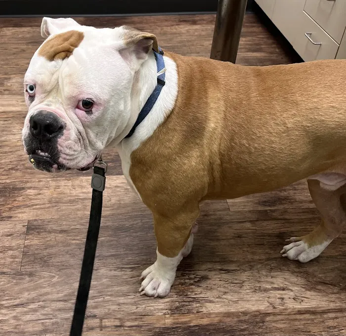 North Channel Animal Hospital 12
