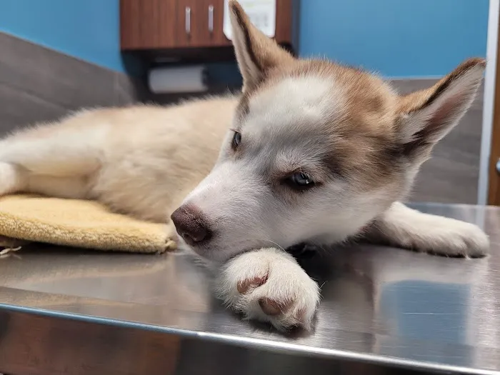 Generation Pet Veterinary Clinic 12