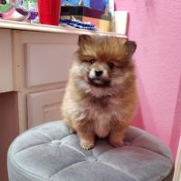 Beltway Animal Hospital PC ico