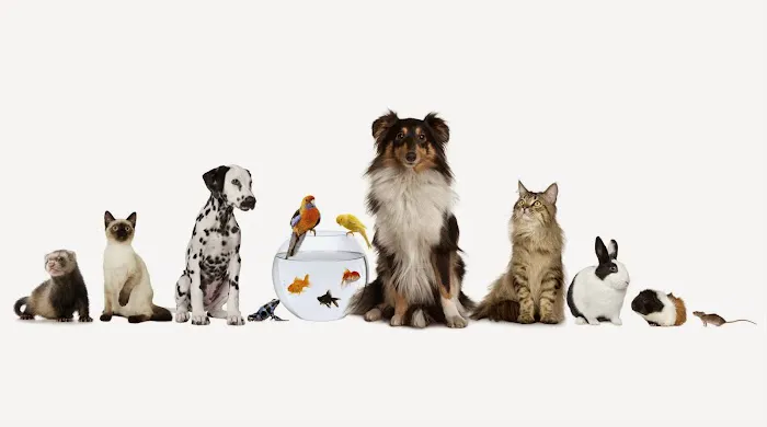 All God's Creatures Veterinary Care 1