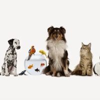 All God's Creatures Veterinary Care ico