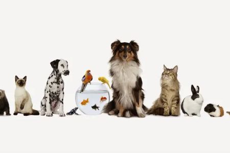 All God's Creatures Veterinary Care