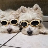 Veterans Memorial Drive Animal Hospital ico