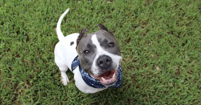 Veterans Memorial Drive Animal Hospital 2