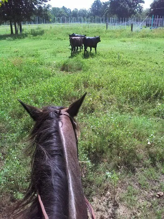V.E.T.S. Livestock Management Services Organization, Inc, 6