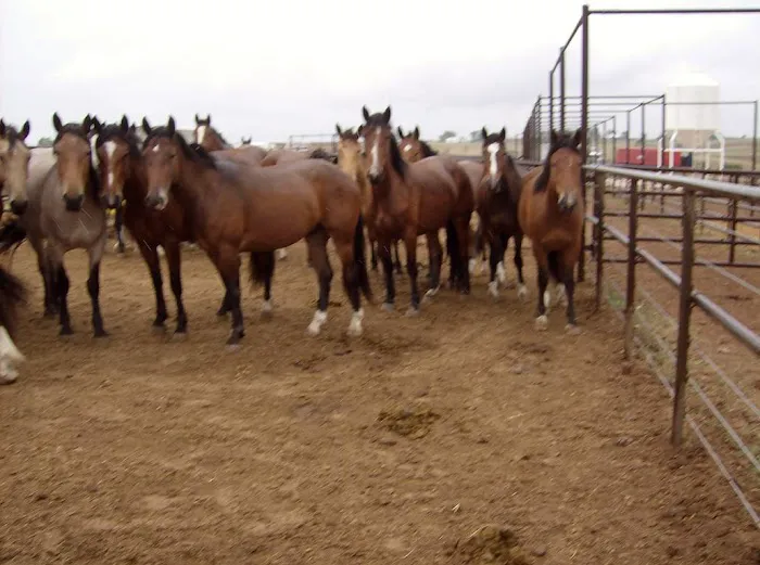 V.E.T.S. Livestock Management Services Organization, Inc, 7