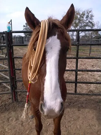 V.E.T.S. Livestock Management Services Organization, Inc, 2