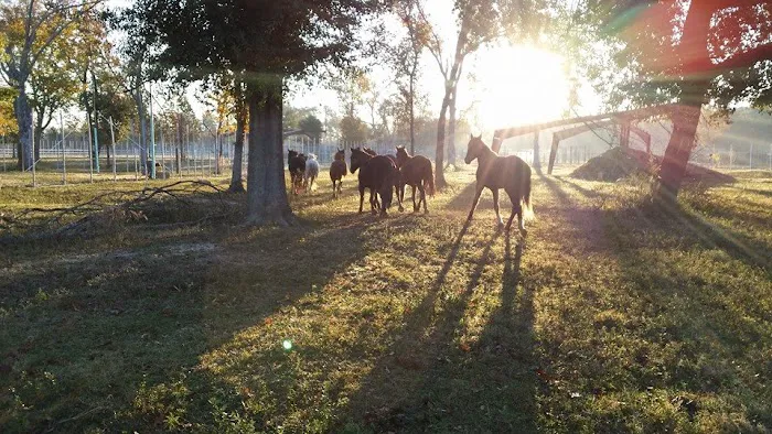 V.E.T.S. Livestock Management Services Organization, Inc, 5