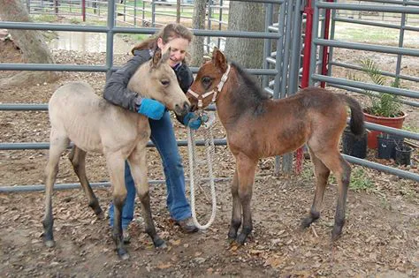 V.E.T.S. Livestock Management Services Organization, Inc, 1