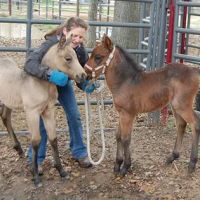 V.E.T.S. Livestock Management Services Organization, Inc, ico