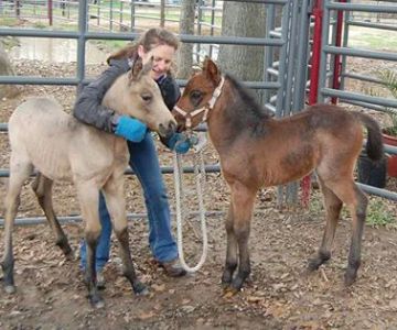 V.E.T.S. Livestock Management Services Organization, Inc,
