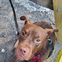 Banfield Pet Hospital ico