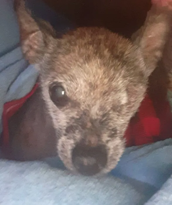 Banfield Pet Hospital 4