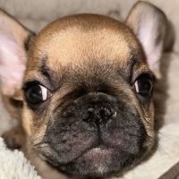 Suburbia North Animal Hospital ico
