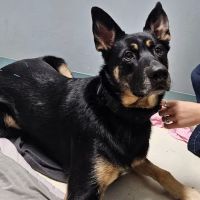 Serene Veterinary Services ico