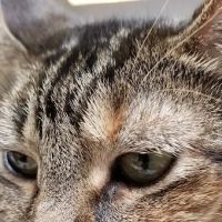 Ponderosa Animal Clinic ico