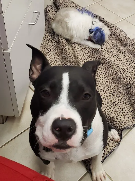 Jester Plaza Veterinary Clinic 12