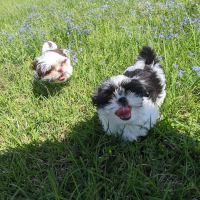 Jester Plaza Veterinary Clinic ico