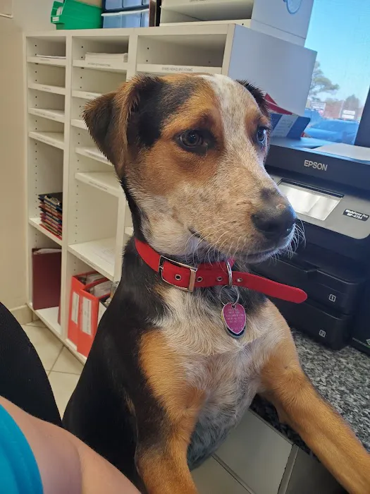 Jester Plaza Veterinary Clinic 12