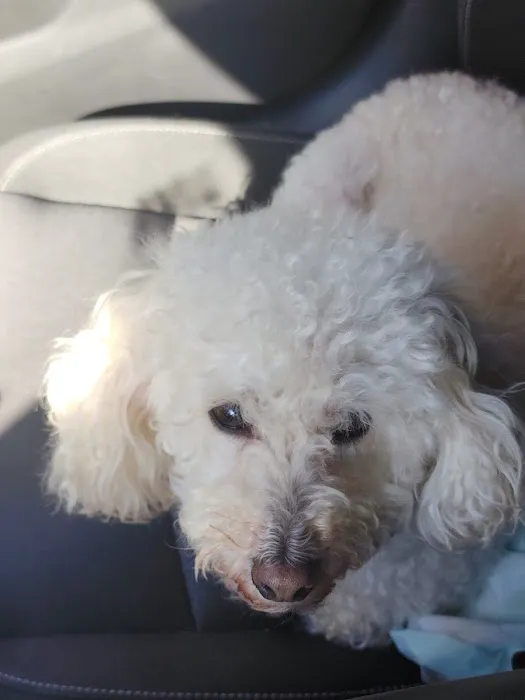 SNAP Spay-Neuter & Animal Wellness Clinic 12