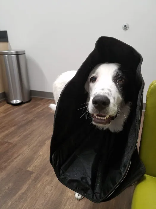 Bayou City Veterinary Hospital 12