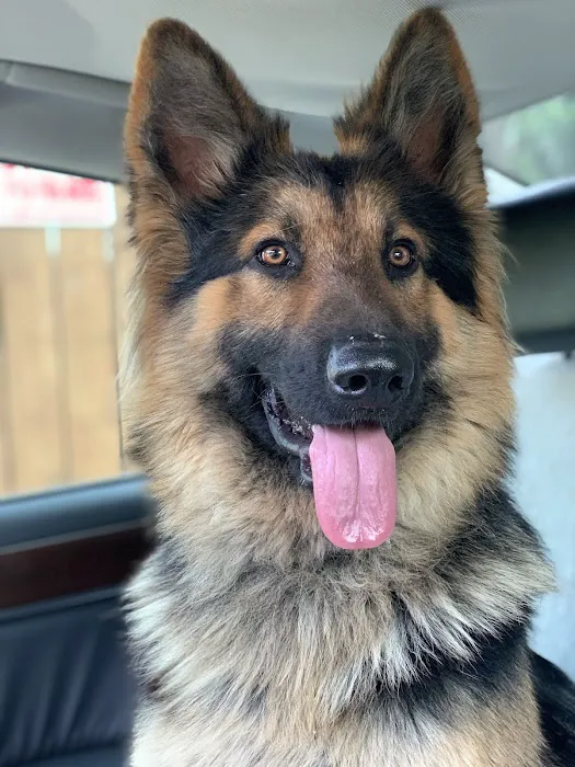 Bayou City Veterinary Hospital 12