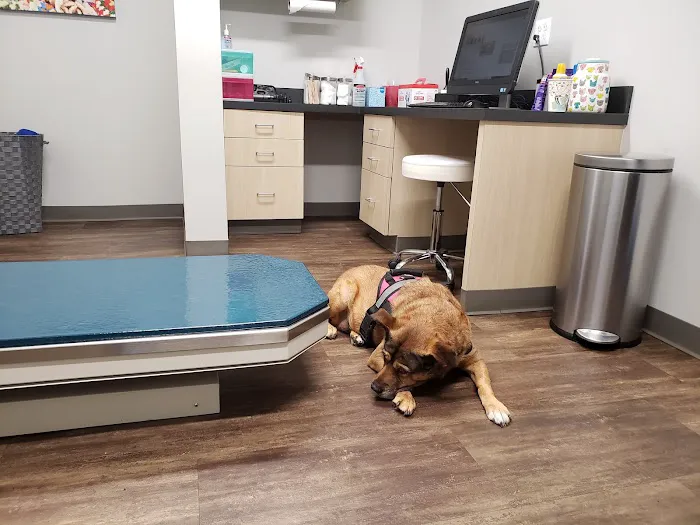 Bayou City Veterinary Hospital 12