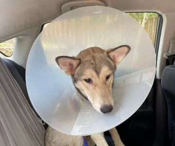 Houston Spay Neuter