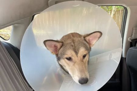 Houston Spay Neuter