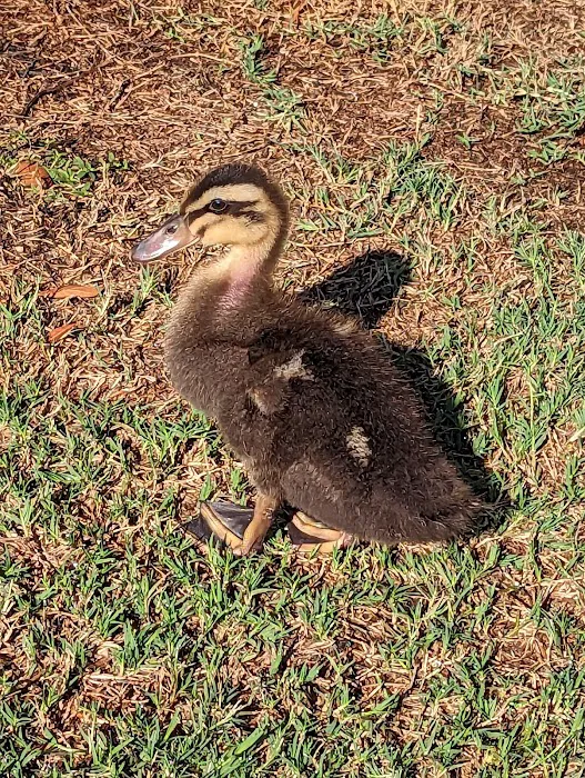 Houston SPCA's Wildlife Center 9