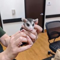 Houston SPCA's Wildlife Center ico