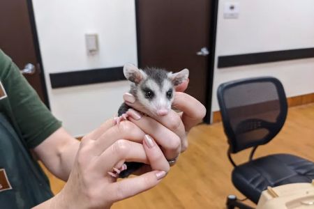 Houston SPCA's Wildlife Center