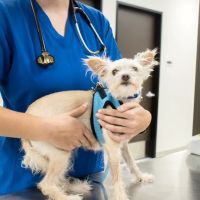 Houston SPCA Pet Wellness Clinic ico