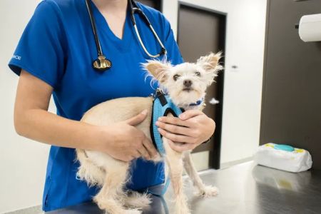 Houston SPCA Pet Wellness Clinic