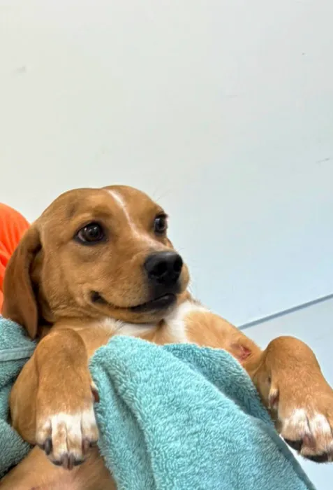 Houston SPCA Pet Wellness Clinic 12