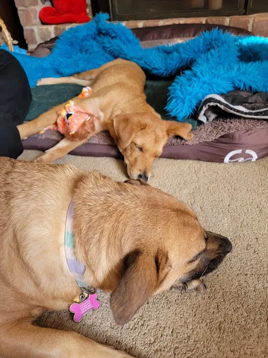 Houston SPCA Pet Wellness Clinic 12